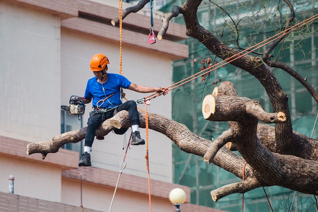Common Reasons for Tree Removal – What are the Benefits?